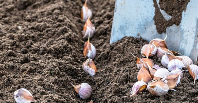 8 Garlic Planting Mistakes In Louisiana That Can Lead To Tiny Bulbs