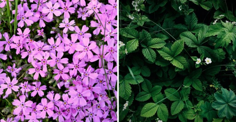 8 Virginia Native Groundcovers That Help Suppress Weeds