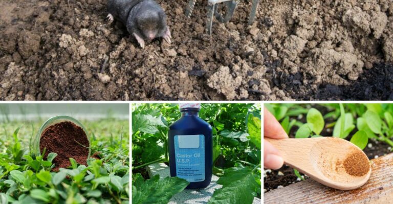 Can Kitchen Cupboard Essentials Really Keep Moles Out Of Your New York Yard?