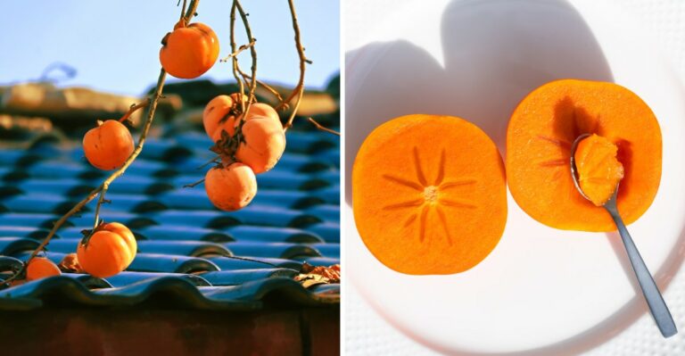 The Wild Orange Fruit Ripening in New Jersey Woods Right Now Tastes Sweet Only After It Softens