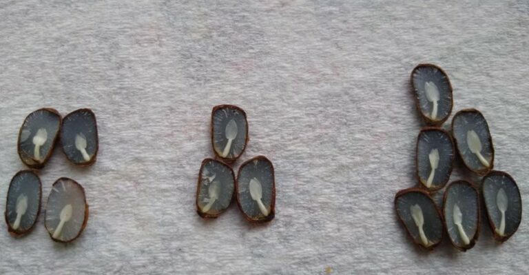 The Old Ohio Persimmon Seed Trick For Predicting Winter