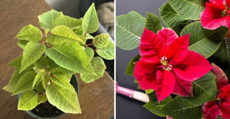 Do This To Your Florida Poinsettia In October, Or It Won’t Turn Red By Christmas