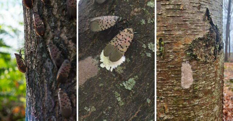 Why Pennsylvania Tree Bark Is Suddenly Covered In Gray Putty-Like Patches