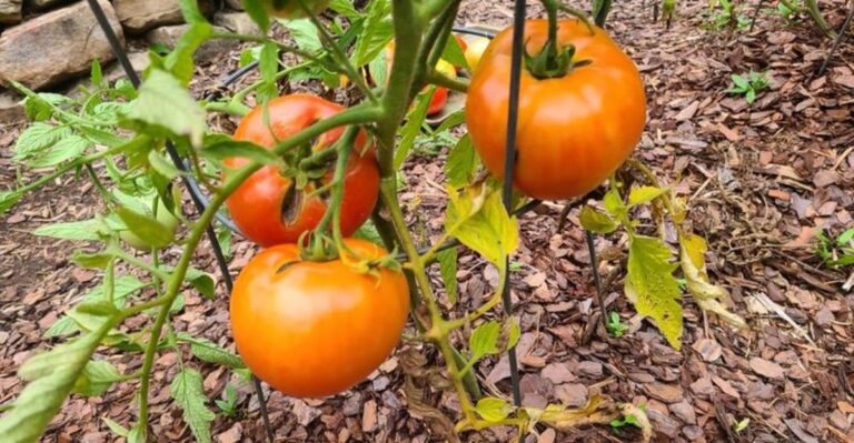 The Fall Tomato Varieties Florida Gardeners Can Finally Plant Again
