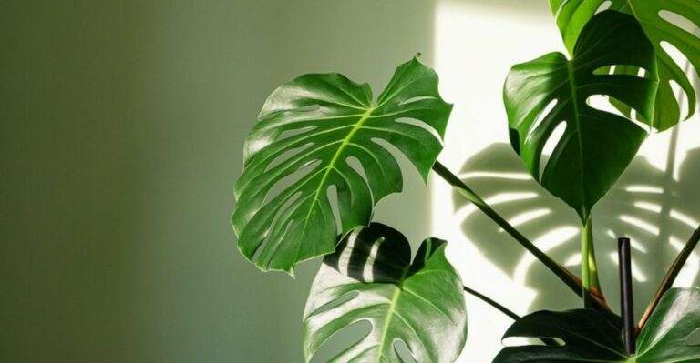 Houseplants Spending Summer Outdoors In Missouri Need To Come Inside Before October Nights Turn Cold