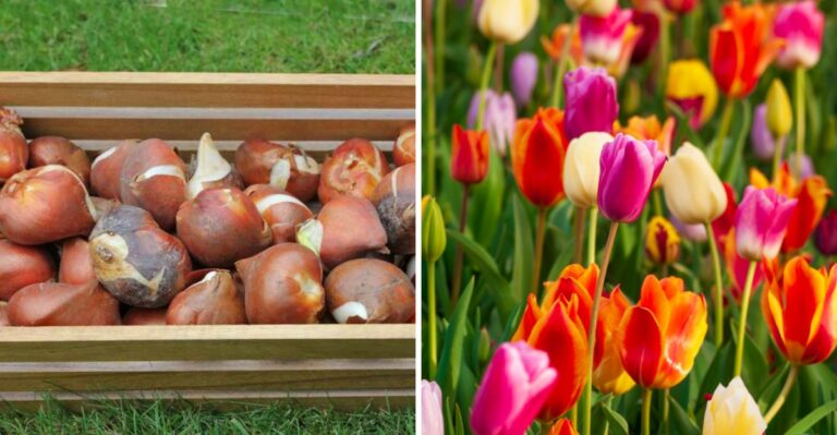 Why Virginia Tulip Bulbs Need To Chill In The Fridge Before Fall Planting