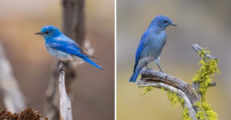 The Sky-Blue Winter Bird That Brightens The Texas Panhandle