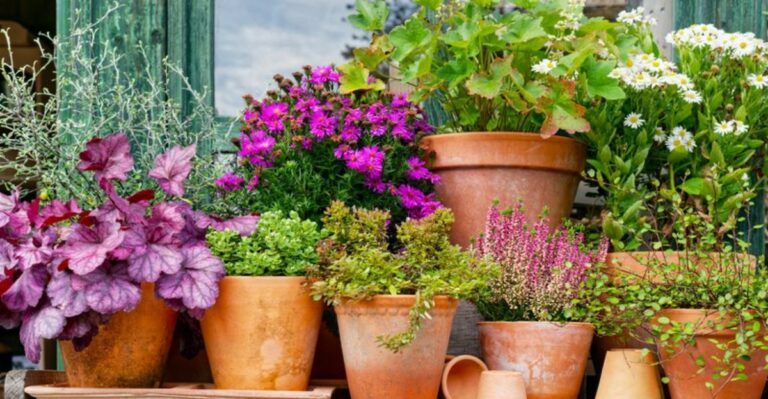 The One Thing You Must Do For Tender Perennials In North Carolina Before First Frost
