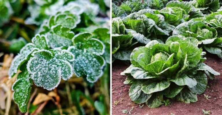 What The First Hard Frost Means For Pennsylvania Vegetable Beds