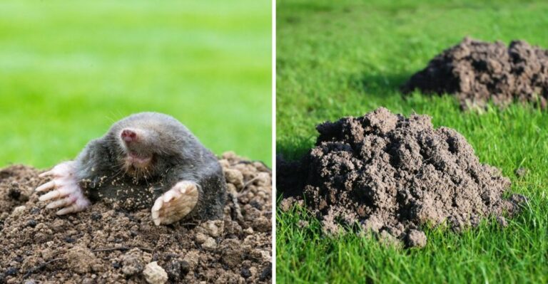 What To Do When Eastern Moles Start Tunneling Under A Georgia Lawn This October