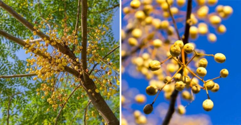 This Invasive Tree Is Taking Over Texas Yards Faster Than Fire Ants
