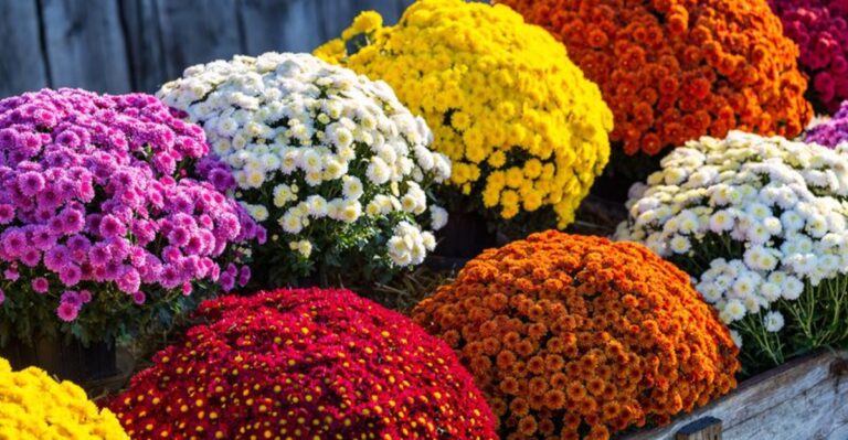 Give Your North Carolina Mums This After Blooming So They Come Back Next Fall