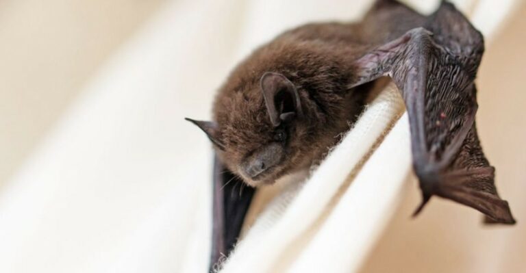 What To Do If A Bat Ends Up Inside A Georgia Home This Fall