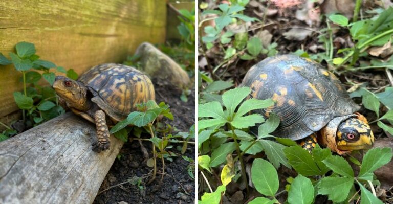Things To Do If You Spot A Box Turtle In A Virginia Yard