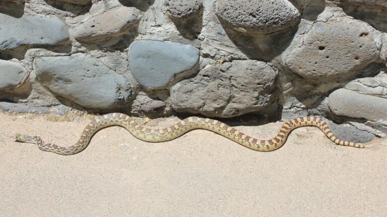 Why a Gopher Snake Sighting Near an Arizona Home in Late Summer or Early Fall Is Plausible