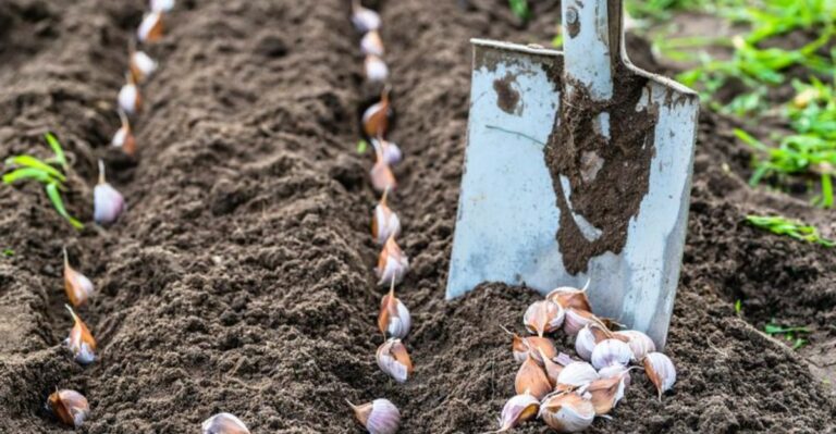 Garlic Planted In October Grows Bigger Bulbs In Missouri Gardens Next Summer