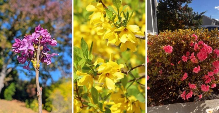 Spring Flowers Are Blooming In Virginia Yards In October. Here’s What’s Going On