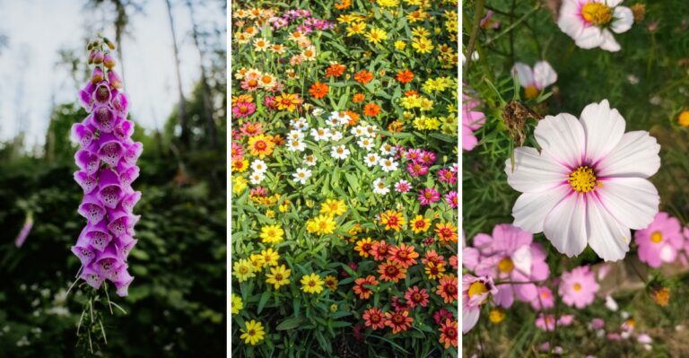10 Old-Fashioned Flowers Worth Bringing Back To New York Yards