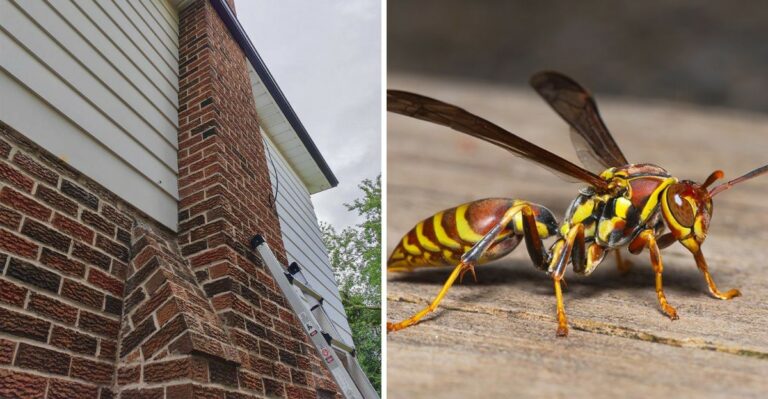 Why Paper Wasps Keep Turning Up Inside Georgia Homes On Warm Fall Days