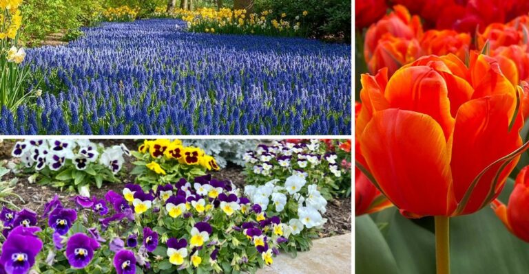 8 Gorgeous Flowers New York Gardeners Should Plant Before October Ends