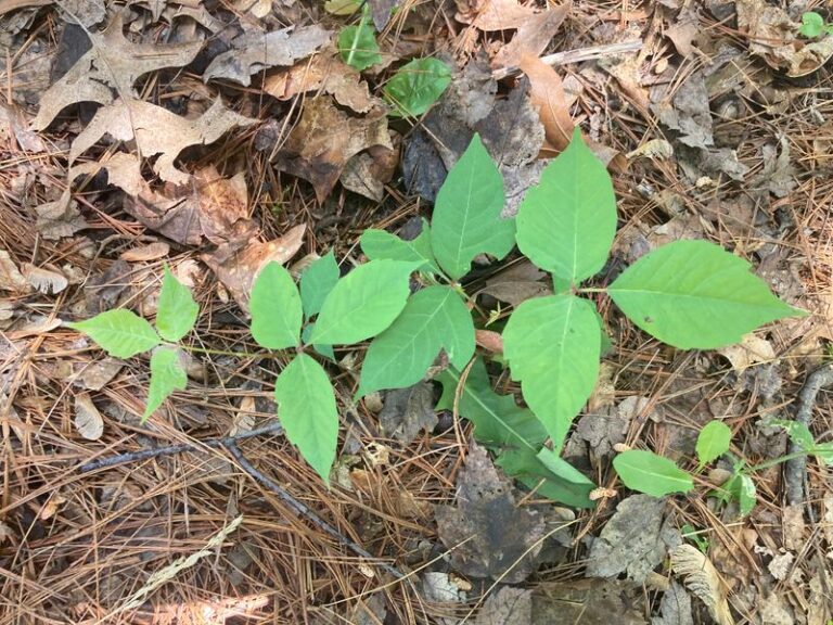Before You Burn Arizona Brush, Rule Out Poison Ivy Hiding In The Pile