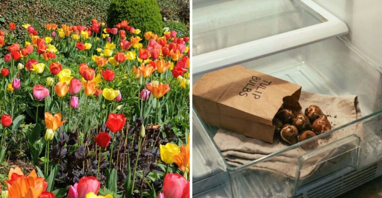The Tulip Trick Texas Gardeners Start In Their Refrigerator This Month