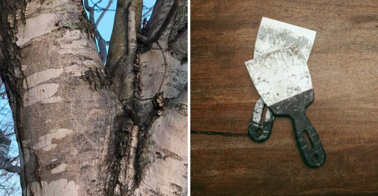 How To Find And Scrape Spotted Lanternfly Egg Masses In New York Before Spring