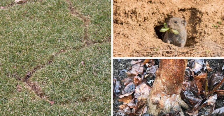 Signs Voles Are Damaging Your California Lawn Before Winter