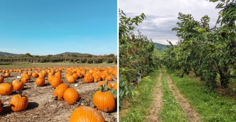 This Pumpkin Farm Grows Varieties You Won’t Find in Stores in New York