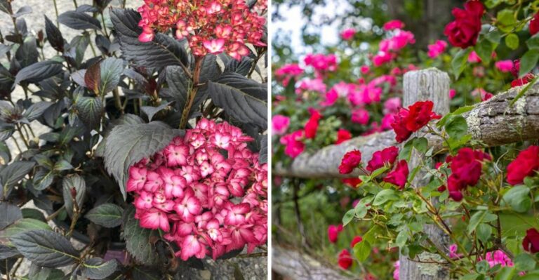 7 Texas Plants You Should Never Prune In October