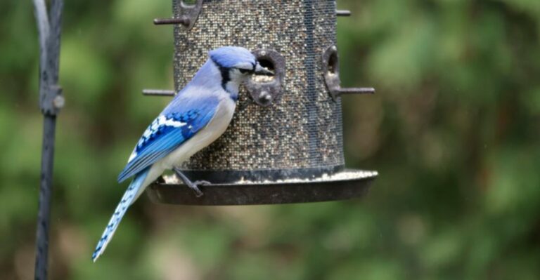 How To Stop Blue Jays From Dominating Your Virginia Feeders This Fall