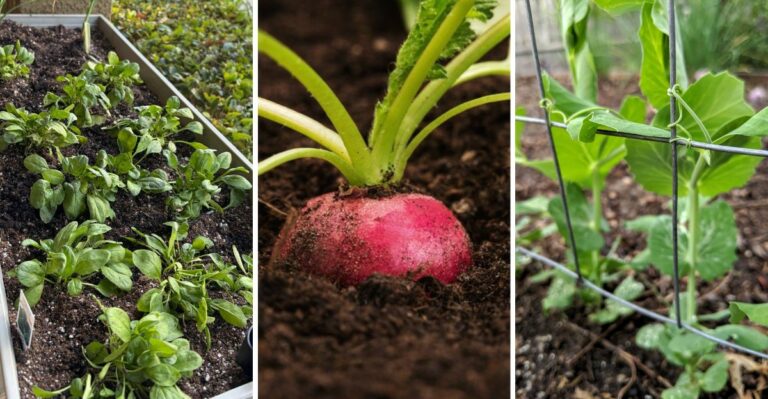 What Spinach, Radishes, And Peas Need To Thrive In A California Fall Garden