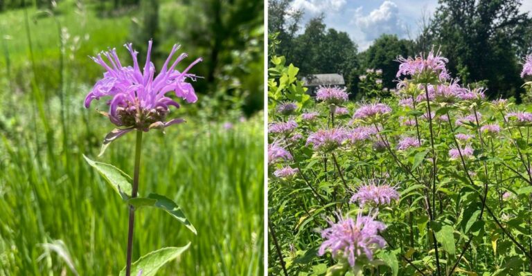 The Pennsylvania Native Perennial That Outworks Every Other Plant You Own