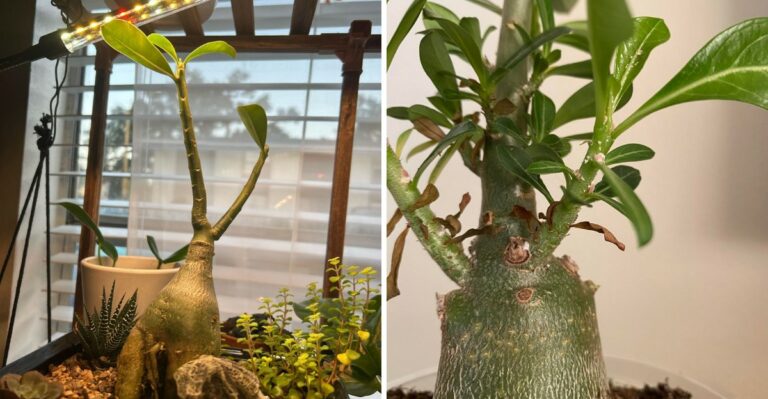 How To Tell If Your Florida Desert Rose Is Going Dormant Or In Real Trouble