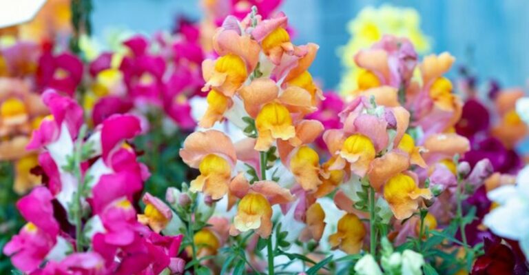 Why Snapdragons Planted In Fall Often Outshine Spring Ones In North Carolina