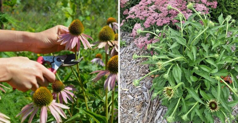 How Too Much Care Can Undermine Your Healthy Coneflowers