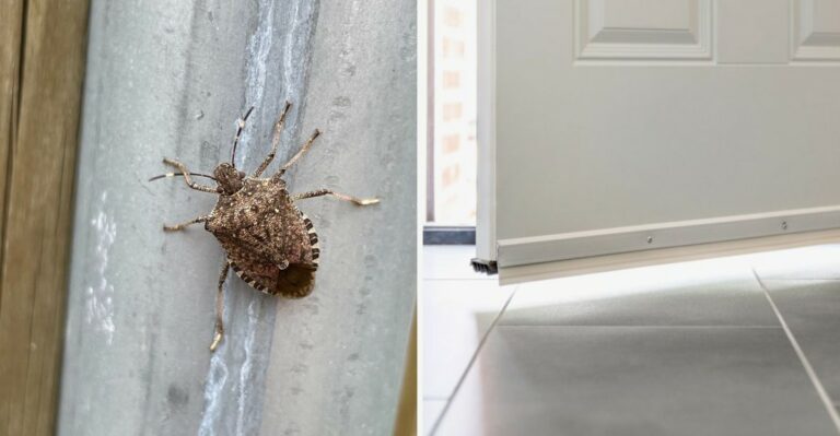 How To Stop Stink Bugs From Invading Your Pennsylvania Home