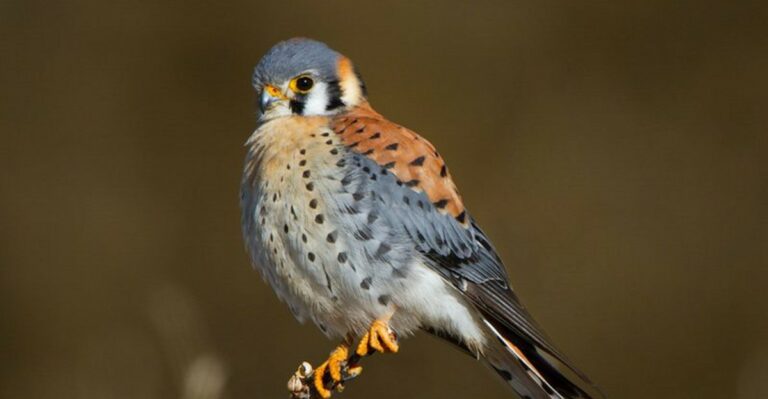 More Kestrels Near Ohio Fields Means Fewer Mice – The Small Falcon Worth Knowing
