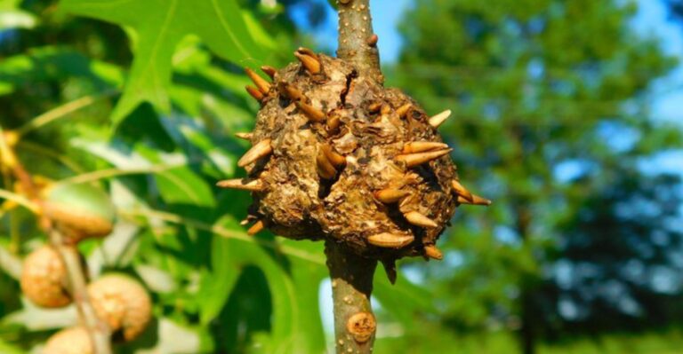 Strange Round Balls Are Clinging To Missouri Oak Branches This Fall