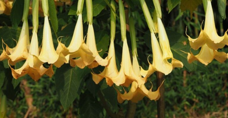 These Beautiful Trumpet-Shaped Flowers In Georgia Yards Come With A Serious Warning