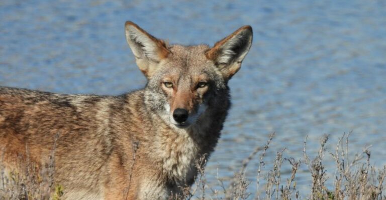 What Coyotes Are Looking For In Your California Yard Before Winter