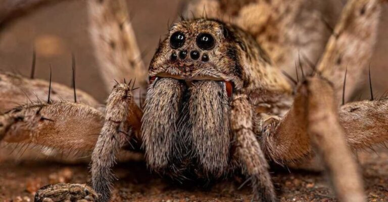 Is That Big Arizona Patio Spider a Wolf Spider? What to Look For and What to Skip