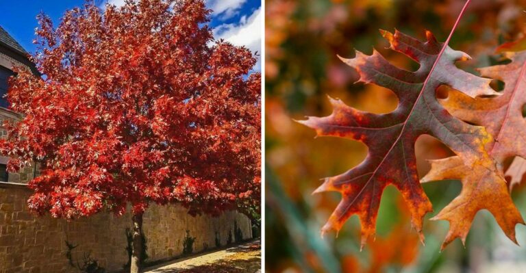 The Fall-Color Tree North Texas Gardeners Plant Before Halloween