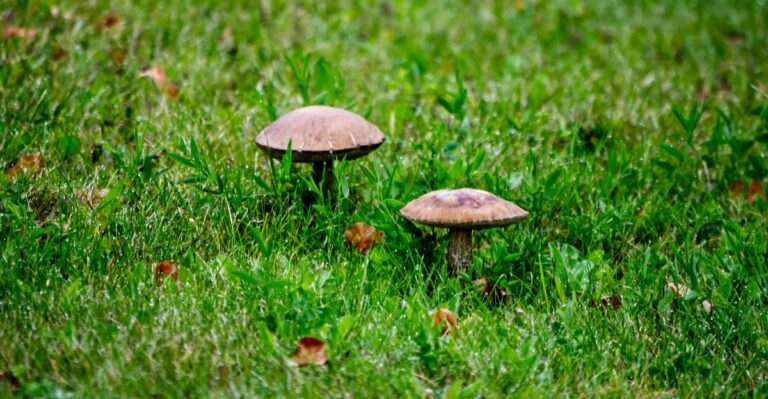 Mushrooms Popping Up in North Carolina Yards After the Floods Are Telling You Something