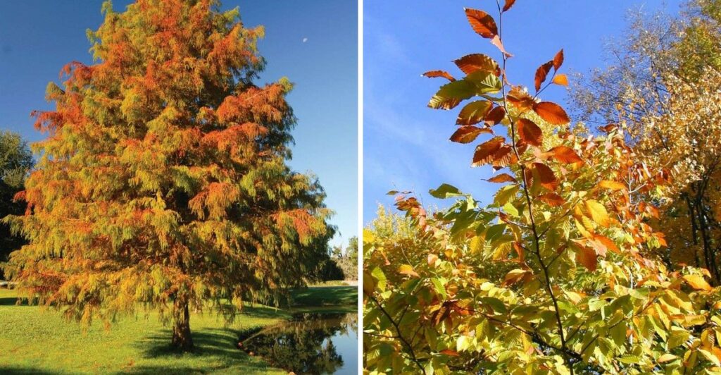 The Fall Color Trees Texas Nurseries Stock In October