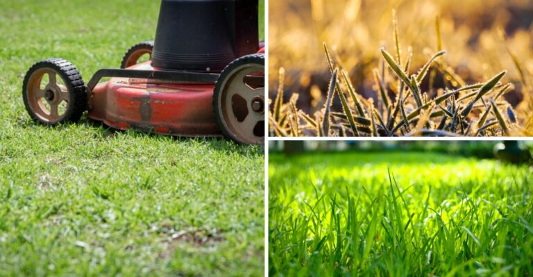 Should You Keep Mowing Your Alabama Lawn In October? Here’s When To Stop