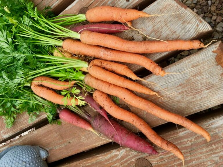 What to Plant in an Arizona Vegetable Garden Before Halloween for a Winter Harvest