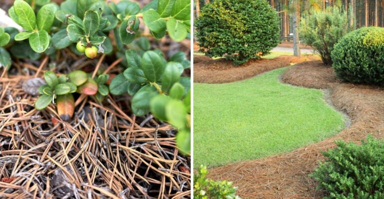 What To Do With Fallen Pine Needles In Ohio