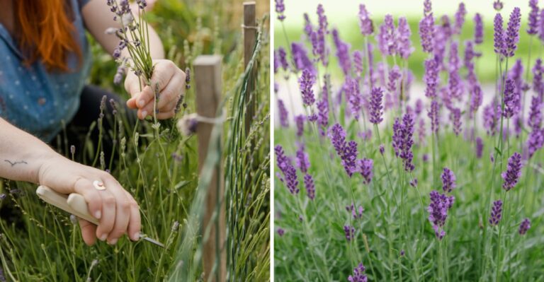 Do This To Your Texas Lavender Before Winter Arrives