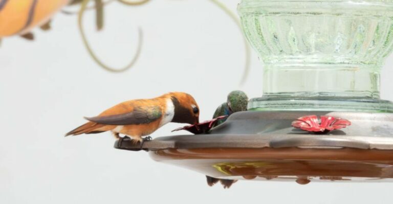 How To Set Up Your Georgia Yard For The Fall Hummingbird Migration